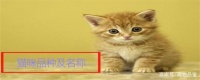世界上现存猫咪的品种有多种，猫咪有哪些品种及名称