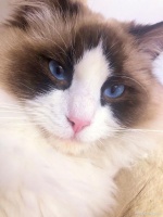 猫主人必备指南：十大热门猫咪品种大盘点