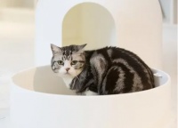 【宠物科技】自动猫砂盆能夹死猫 我劝你买前要考虑清楚