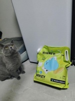 铲屎官必看！猫砂粉尘过大，对猫咪有哪些危害？