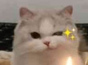 猫主子的圣地可不能马虎！五款宠物猫砂众测合集，C位花落谁家？