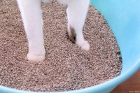 挑选最适合你宠物的猫砂，从选择材料到使用技巧全指南！