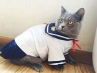 宠物小知识：买猫砂要注意什么，怎么才能买到好的猫砂​