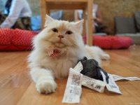 11条猫咪日常用品清单，这3款铲屎官都在用！