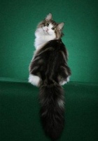 宠物猫的六种日常美容护理