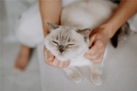 新手养猫的注意事项有哪些，保姆级驱虫攻略大公开