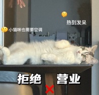 给宠物买降温“神器”？小心，有“毛孩子”因此生病！