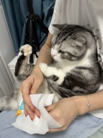 ​毛孩子放肆玩耍，日常清洁就交给麦都宠医宠物护理湿巾