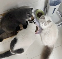 盘点4款超高性价猫粮，让你花最少的钱养出最漂亮的小猫！