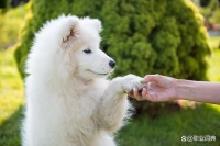 宠物殡葬师：悲伤中见证着温暖