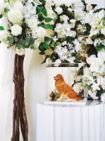 太原：鸟之将亡 其鸣也哀 宠物殡葬受到越来越多的人重视