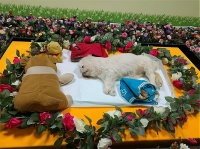 男子开宠物殡仪馆月入8千 常深夜带捡尸袋开车出门