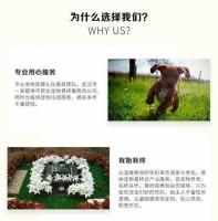 做宠物殡葬要什么手续（宠物殡葬服务需要什么资质）