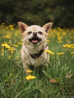 永恒的伙伴，我们的爱犬离世后，埋葬的最佳地点