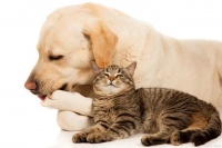 家里养的宠物去世后，为什么不能埋到土里，原来还真有科学依据