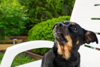 宠物去世后都有哪些常见的处理方式？