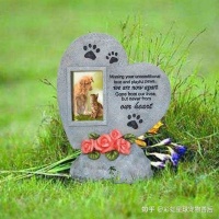 宠物狗死了该怎么处理