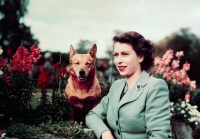 英国女王去世后，她的狗狗怎么办？