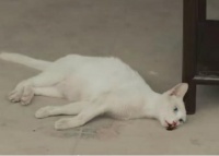 宠物殡葬：主人爱的供养，商家的财富密码