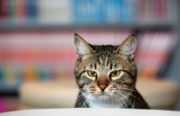 北京市的宠物墓园是否都合法合规？