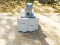 人狗情未了！宠物墓园，葬的是什么