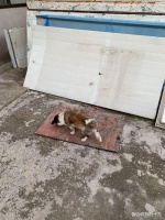 一条狗的使命，它用一生守护老家的院子