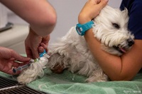 宠物安乐死流程