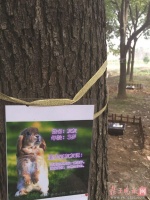 男子开宠物殡葬公司 既可火化还能树葬墓葬(图)[1]