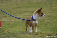 宠物“身后事”，你咋处理的