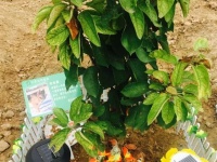 宠物土葬和火化选择哪个好？宠物去世后的殡葬处理方法