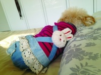 20公斤以上的狗火化竟要1950元 安葬宠物缺乏统一规定