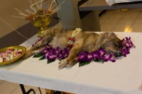 北京宠物狗狗火化24小时内完成