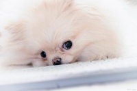 宠物死亡的正确处理方式