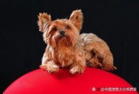 北京宠物狗狗火化的费用是多少