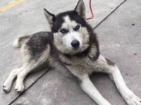 主人带哈士奇扫墓，狗狗在墓碑前抽泣，路人一看：赶紧送医院！