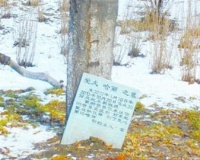 闹市区出现宠物狗墓碑引争议 尸体或携带病毒