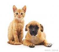 宠物墓碑经典碑文汇总，总有感动到你的