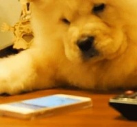 “老祖宗严选”土松犬优点多多！