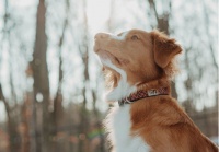 北海带您了解宠物墓地存在的问题与不足