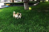 宠物墓地逼近房价，连狗也死不起了？