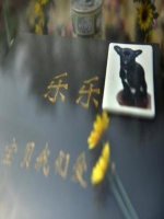 给宠物建造墓地是否有必要？