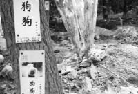 狗墓地、狗棺材、专人祭奠 宠物厚葬为哪般？
