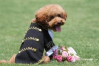 主人为离世的宠物狗举办葬礼购买墓地，说想给狗狗最后的温暖