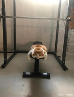 男子刚进健身房，就看到一只肥猫趴在器材上睡觉：画面过于讽刺了