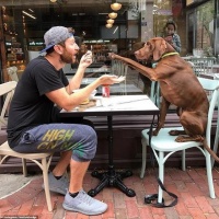 英名气爆棚的明星狗狗：生活奢华让平常人自叹不如