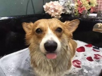 人不如狗，狗狗SPA了解一下