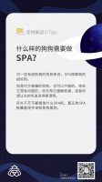 Tips|什么样的狗狗需要做SPA？