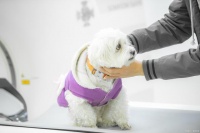 狗狗做SPA另类造型要不得！染发？算了吧，为了美赔上健康不值得