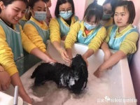 宠物SPA不只是泡澡那么简单！看看牧和邻是怎么做的！