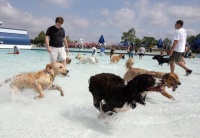 夏天到了！快来给自家的狗狗做一个全身的止痒Spa吧！